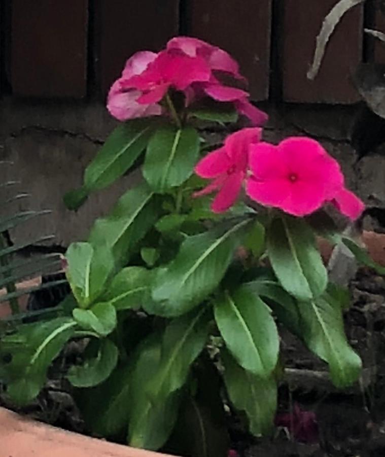 에르콜라노 Ruins Vesuvius B&B 외부 사진